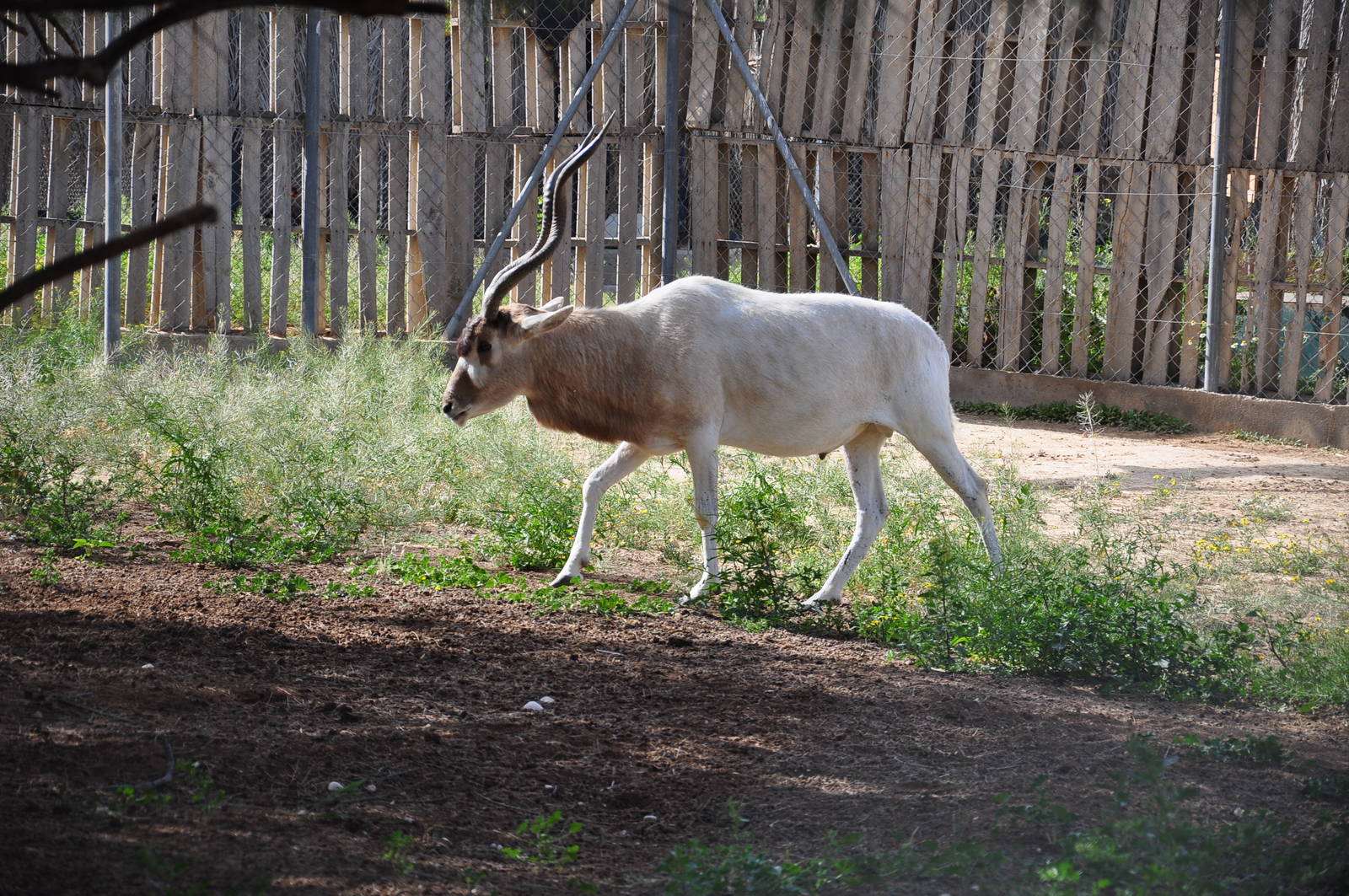 Addax/ Addax nasomaculatus
