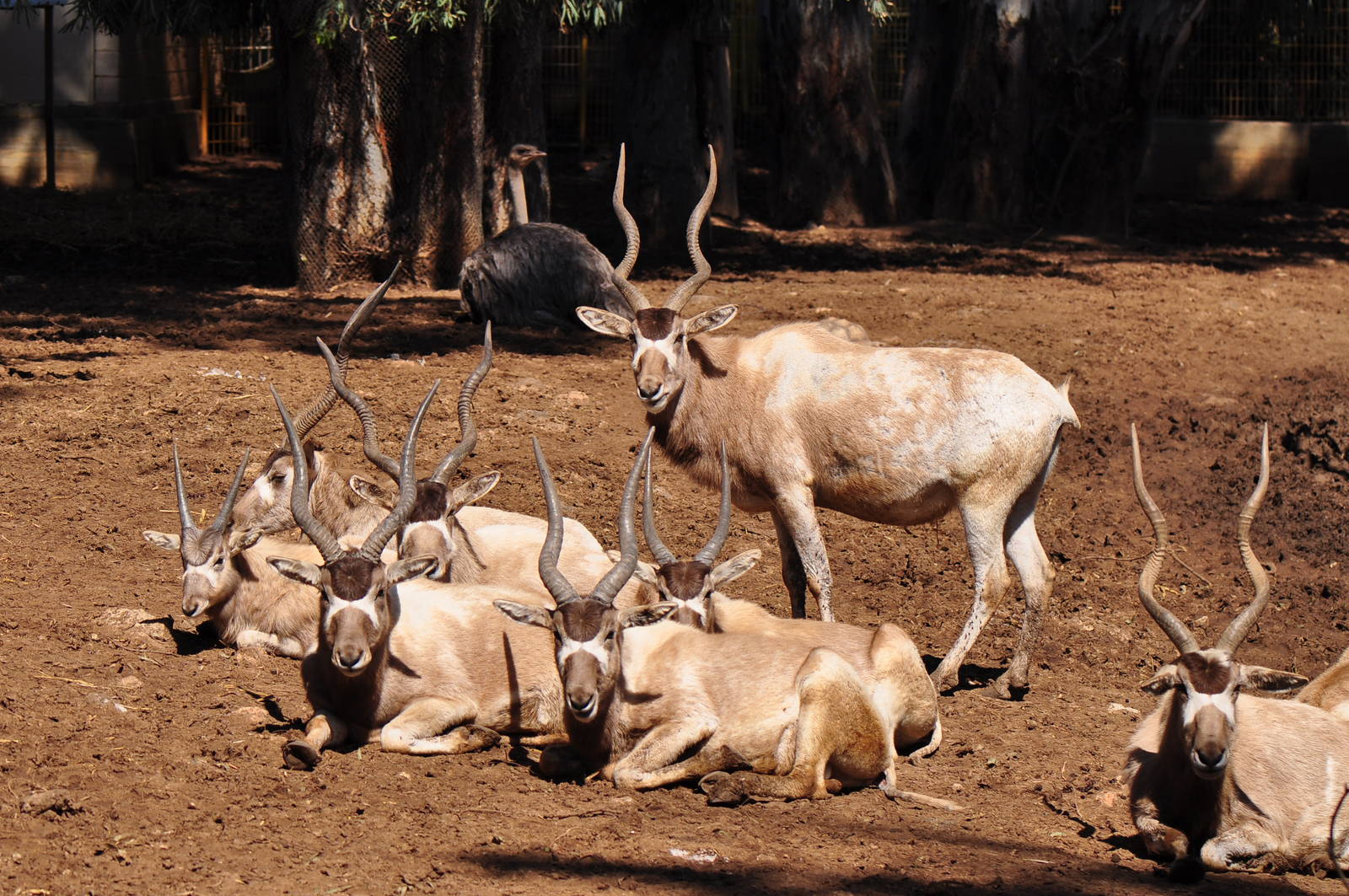 Addax / Addax nasomaculatus