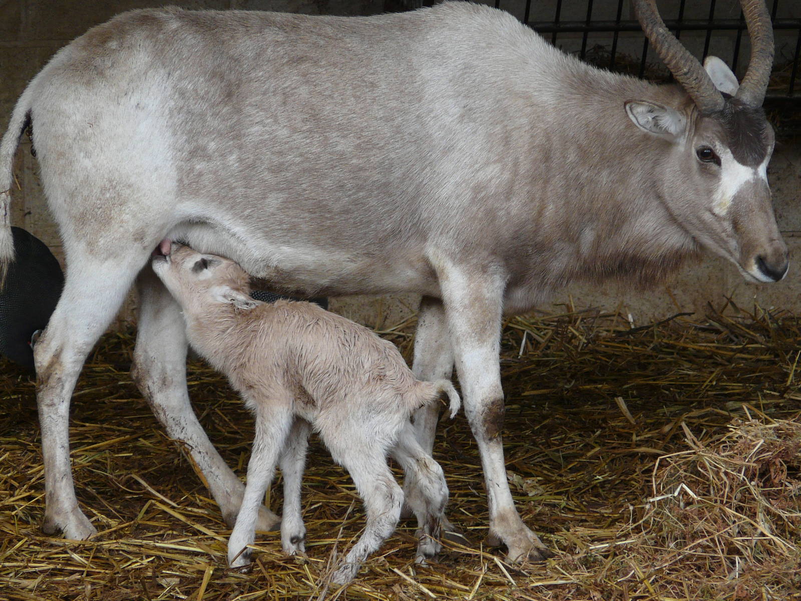 Addax / Addax nasomaculatus