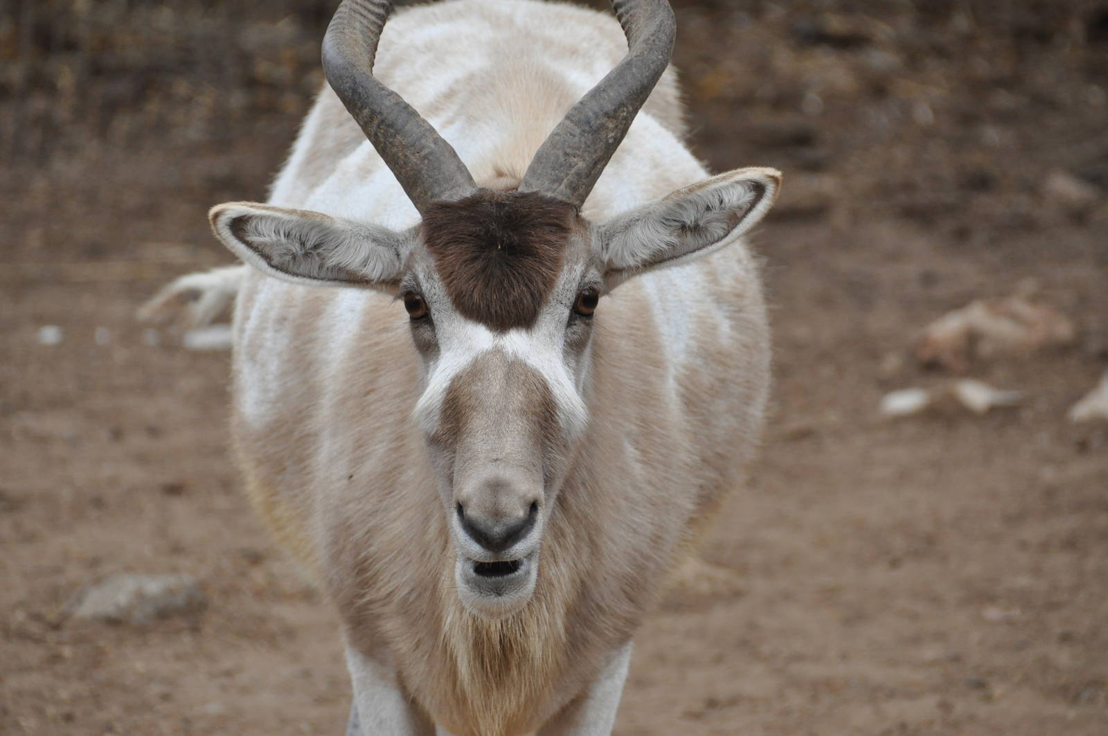 Addax/ Addax nasomaculatus