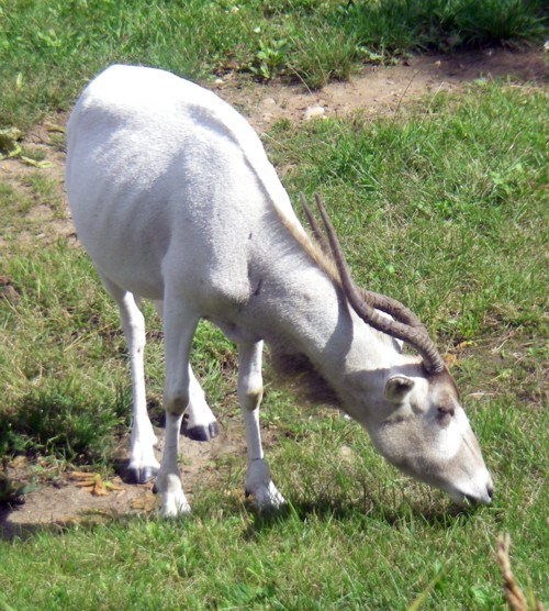 Addax (Addax nasomaculatus)