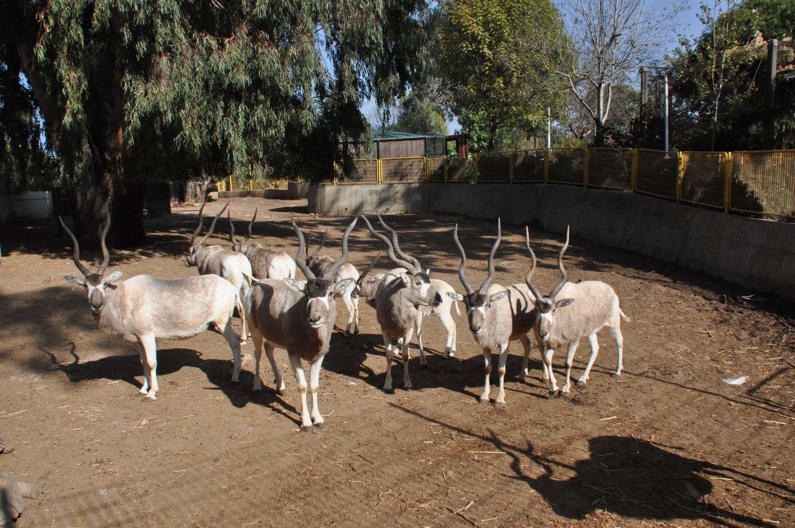 Addax/ Addax nasomaculatus