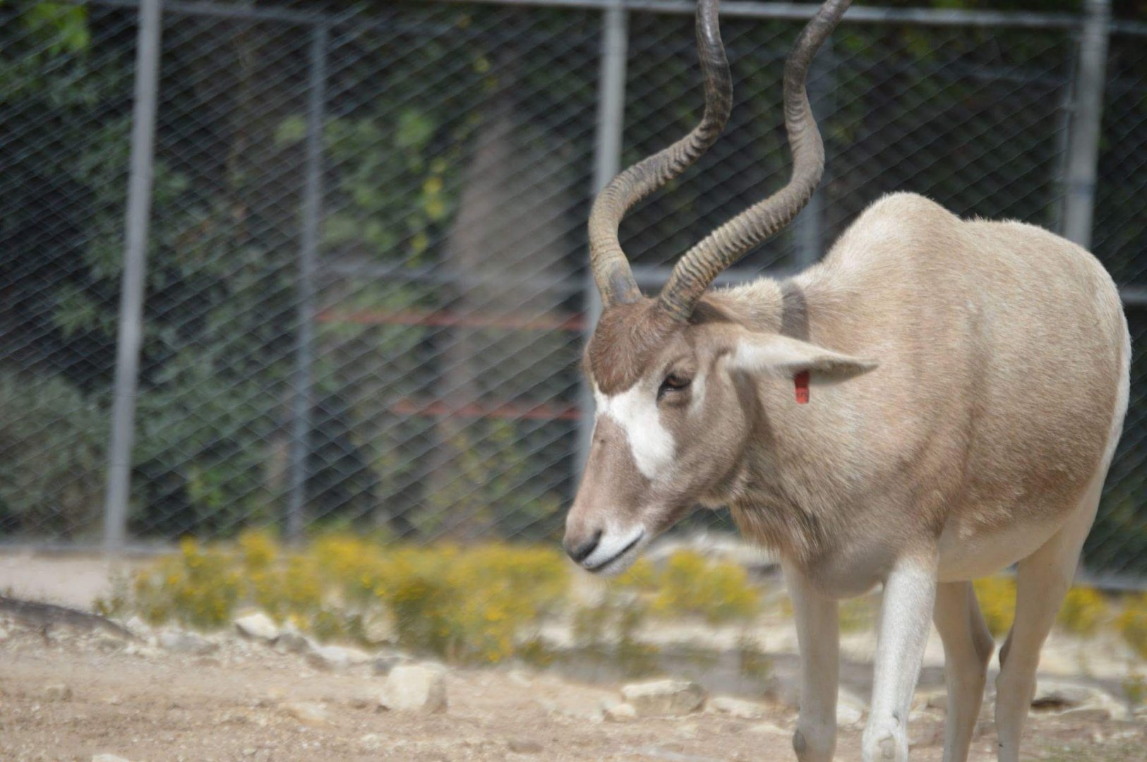 Addax (Addax nasomaculatus)