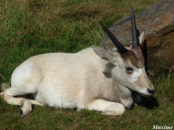 Addax (Addax nasomaculatus)