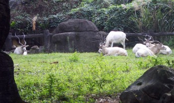 Addax (Addax nasomaculatus)