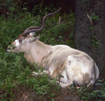 Addax (Addax nasomaculatus)