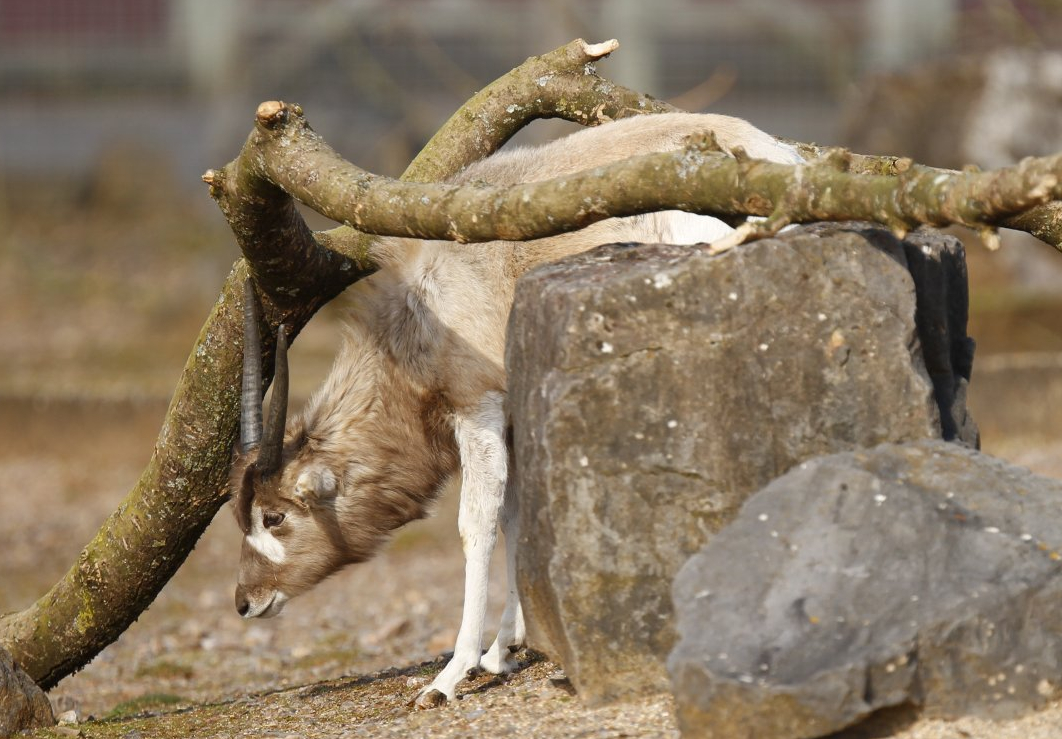 Addax (Addax nasomaculatus)