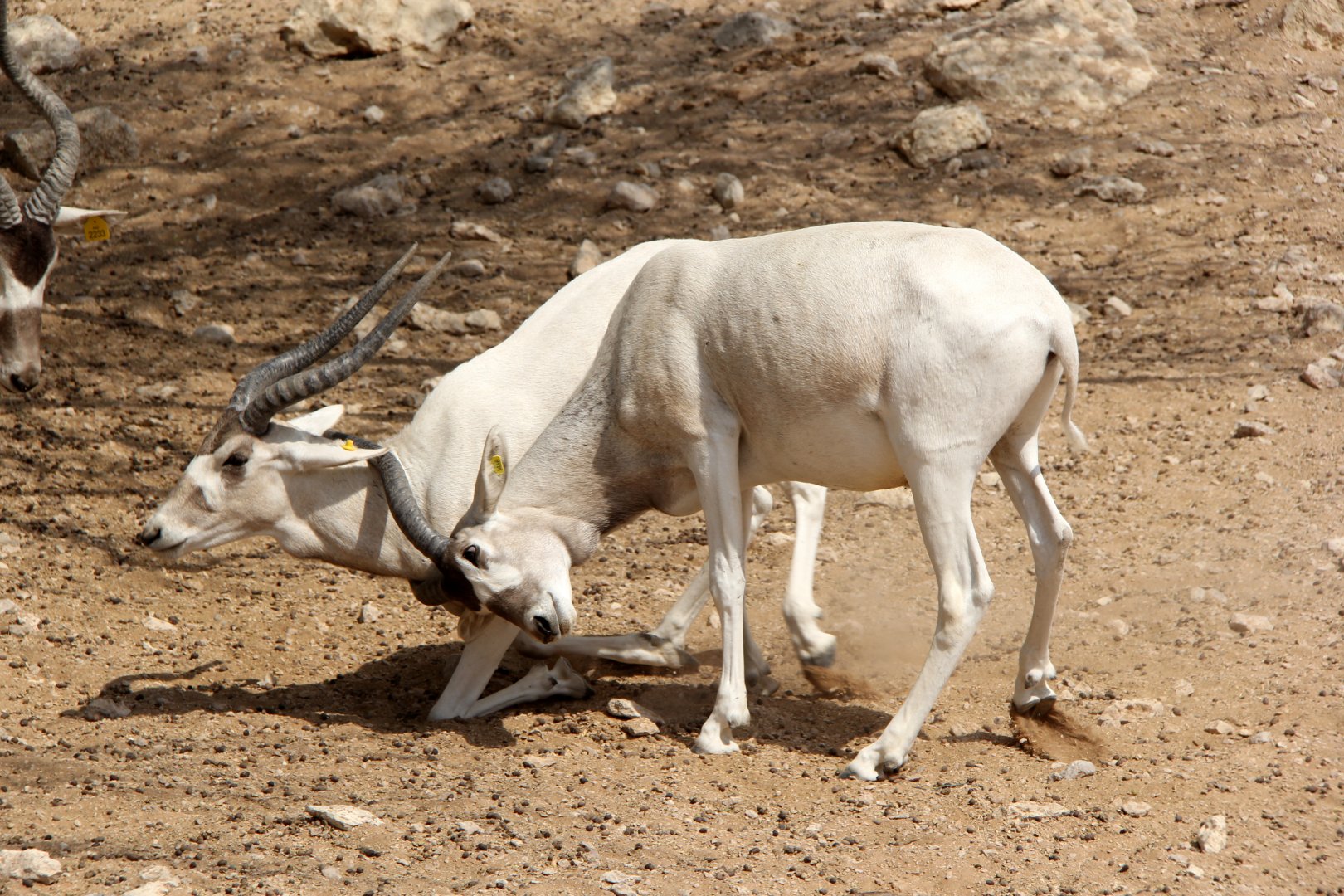 addax (Addax nasomaculatus)