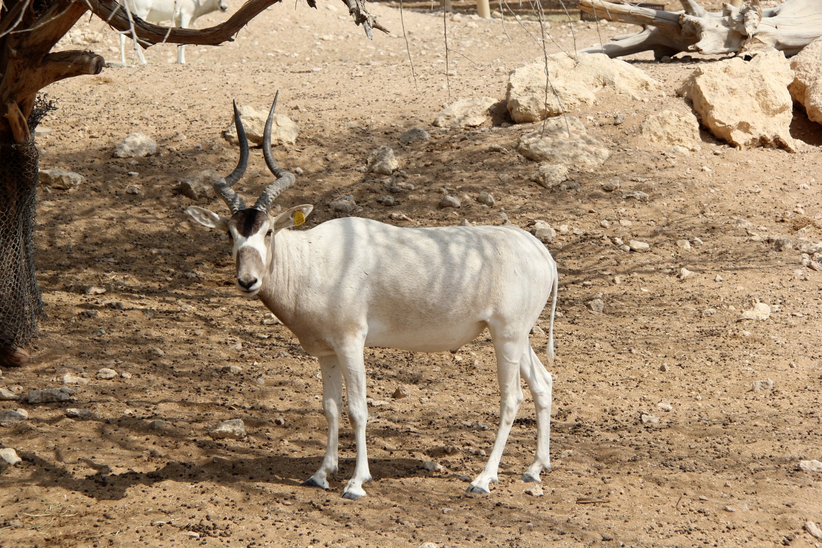 addax (Addax nasomaculatus)