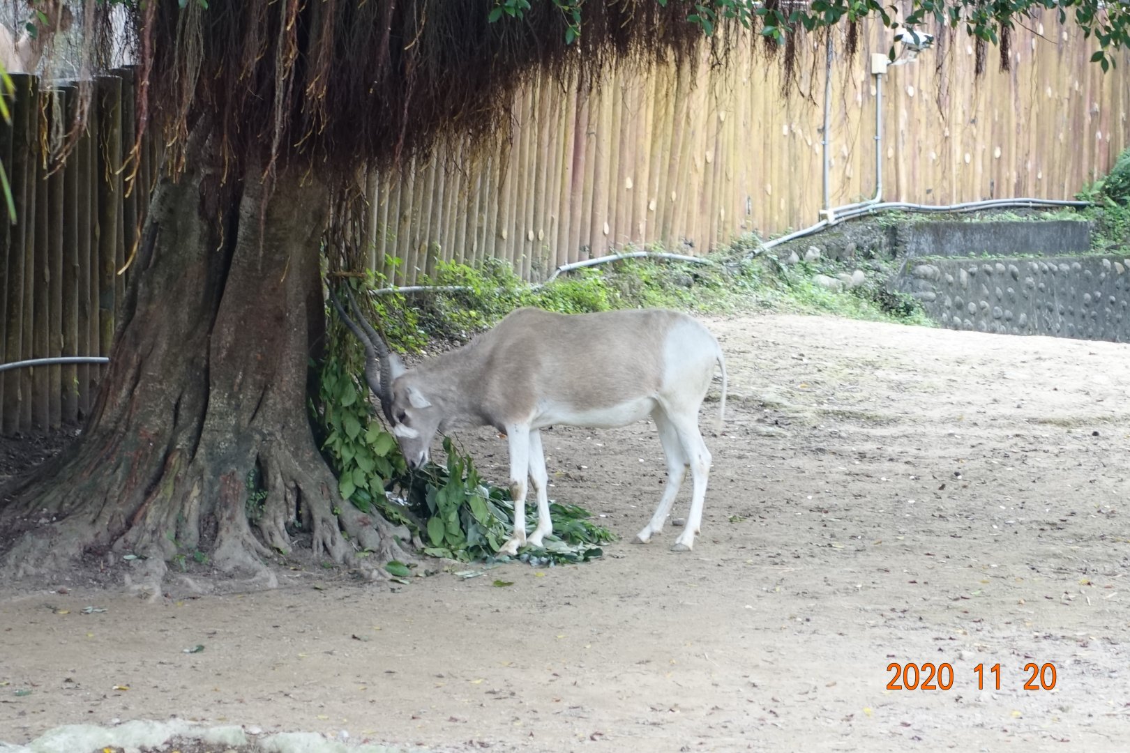 Addax (Addax nasomaculatus)