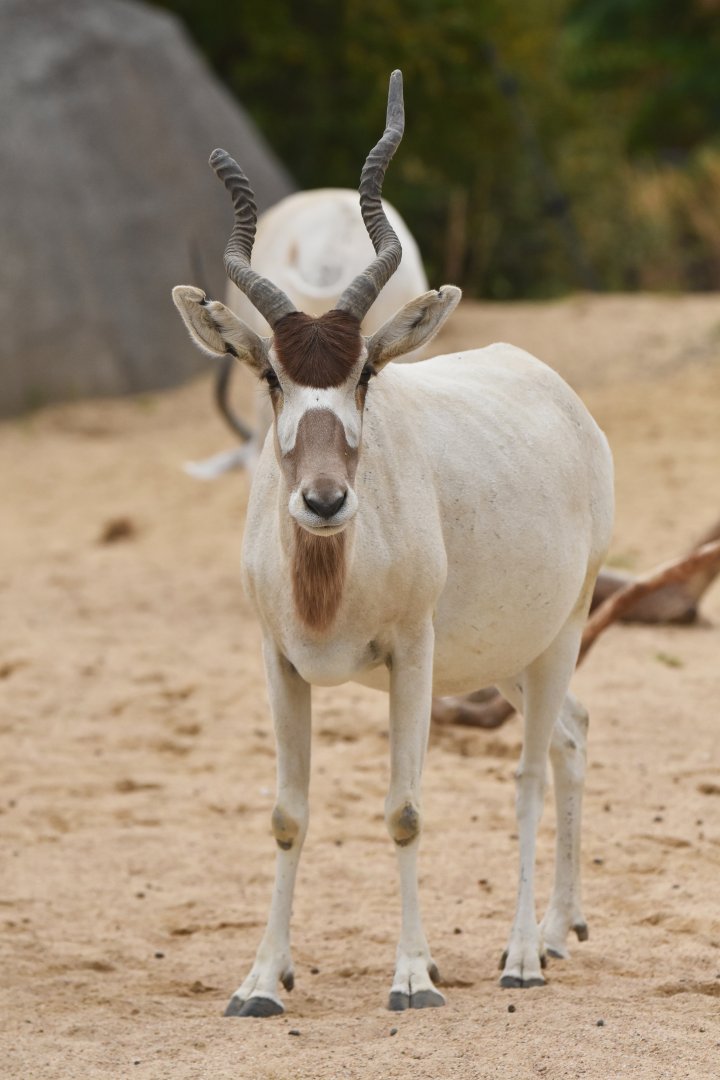 Addax (Addax nasomaculatus)