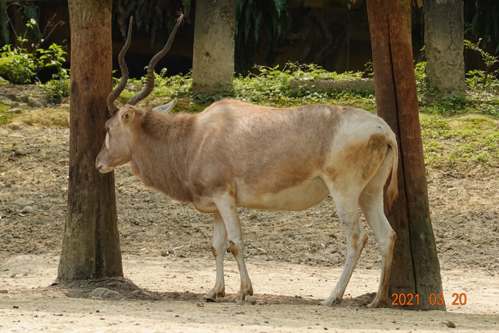 Addax (Addax nasomaculatus)