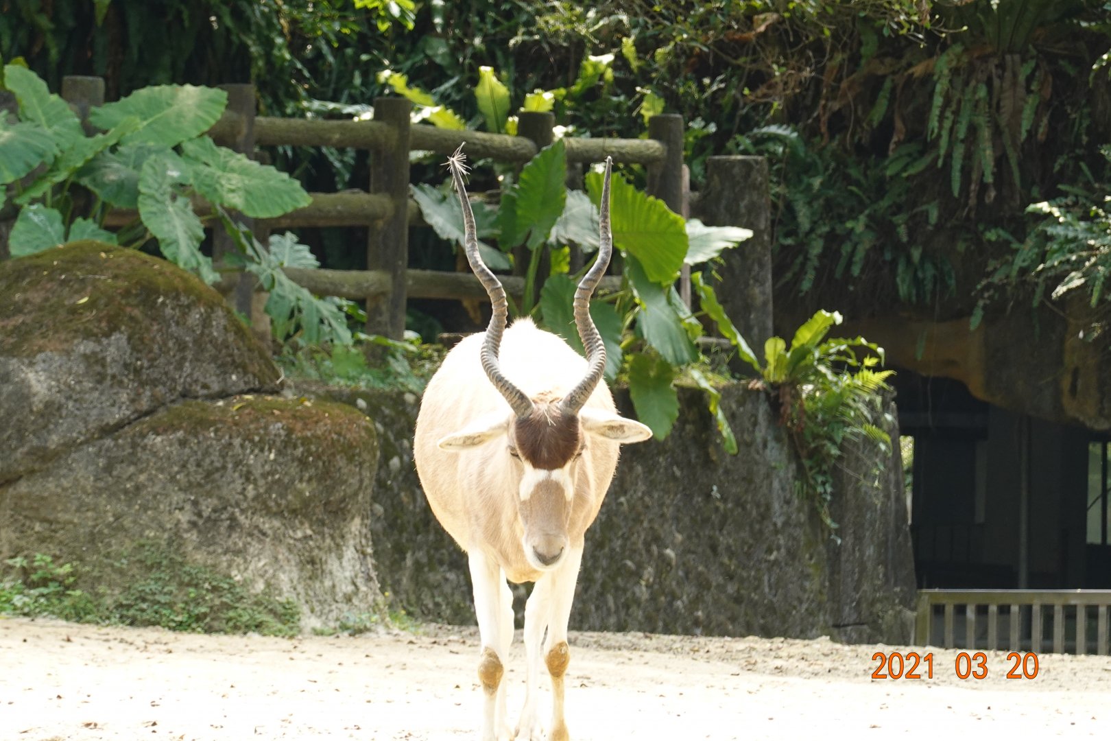 Addax (Addax nasomaculatus)