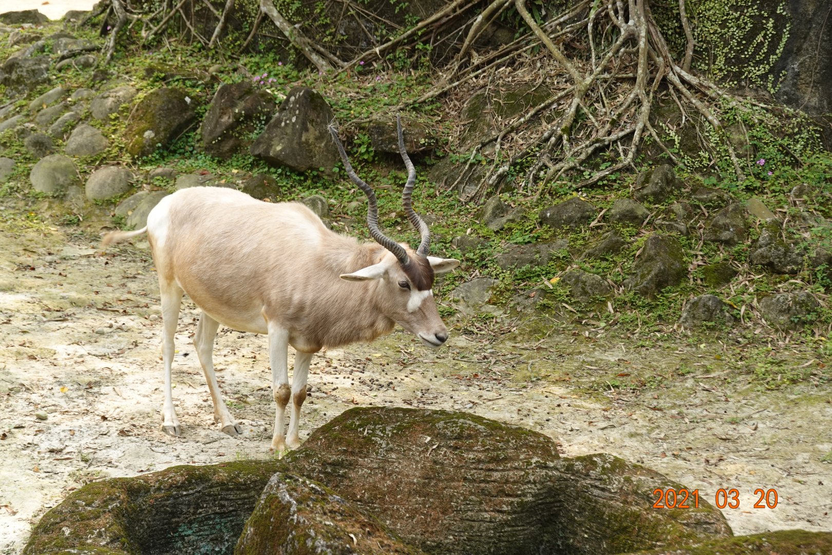 Addax (Addax nasomaculatus)