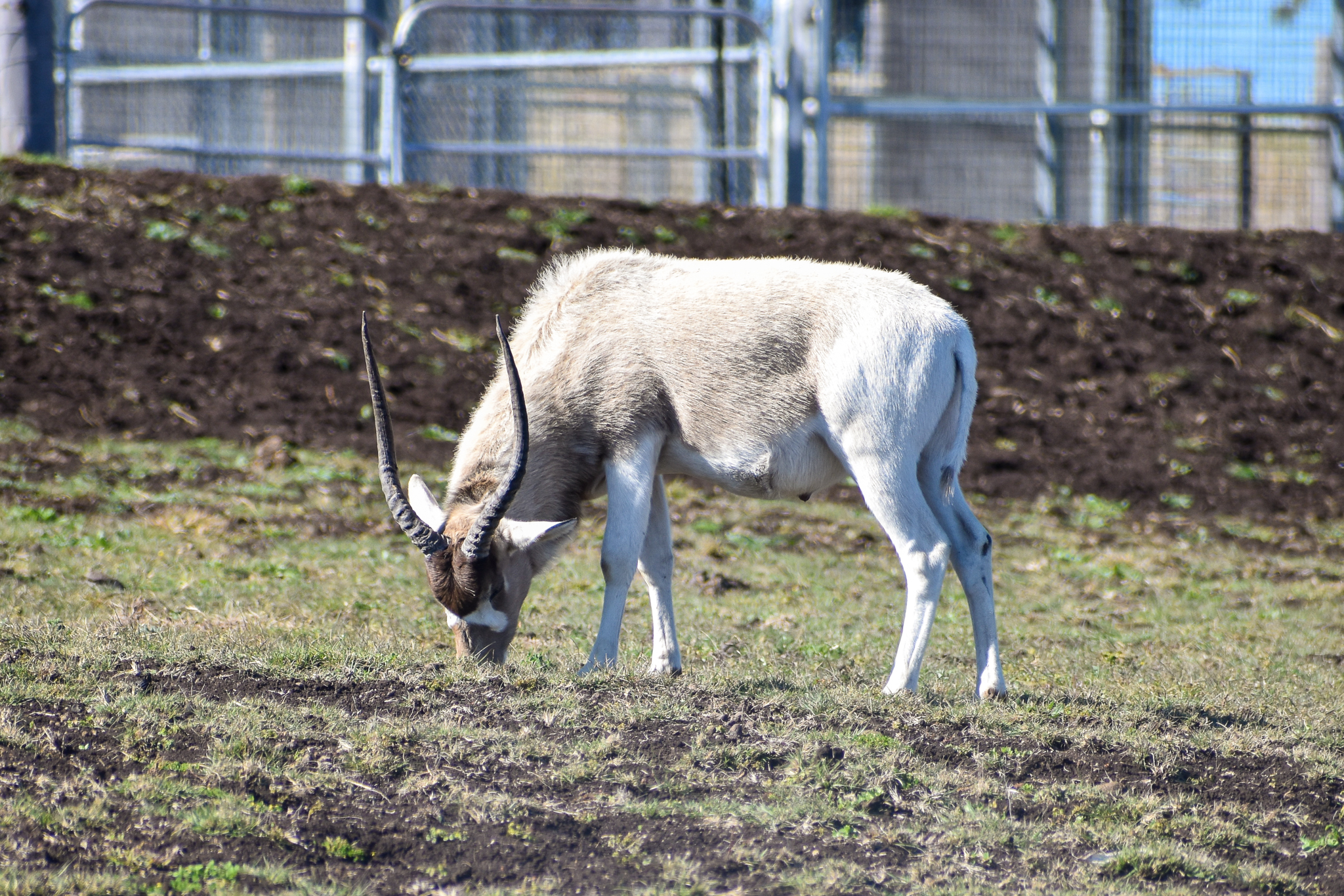 Addax (Addax nasomaculatus)