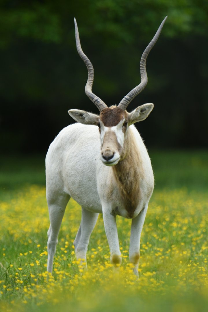 Addax (Addax nasomaculatus)