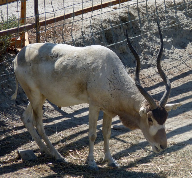 Addax (Addax nasomaculatus)