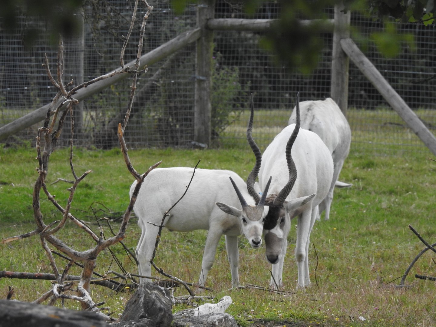 Addax (Addax nasomaculatus)