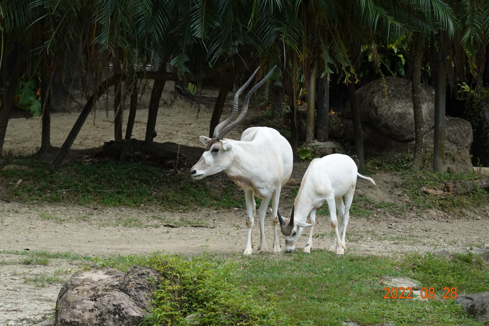 Addax (Addax nasomaculatus)