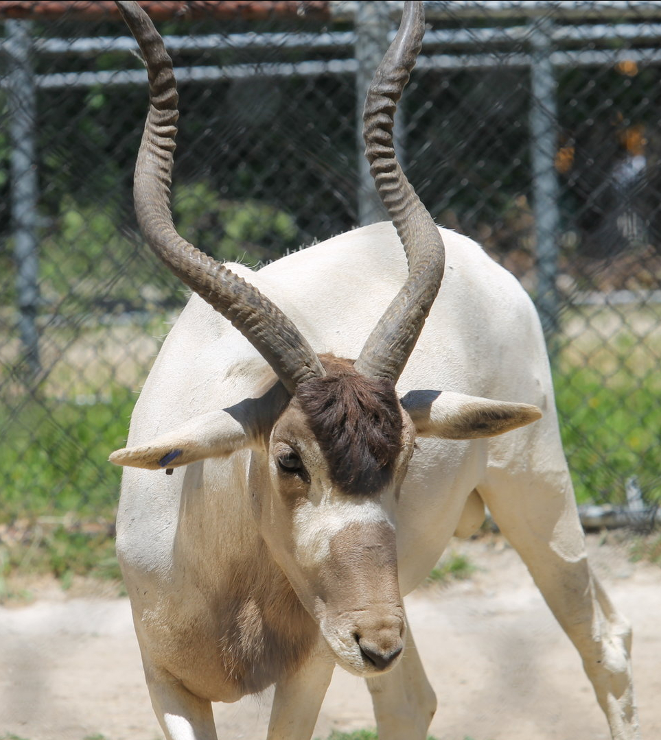 Addax (addax nasomaculatus)