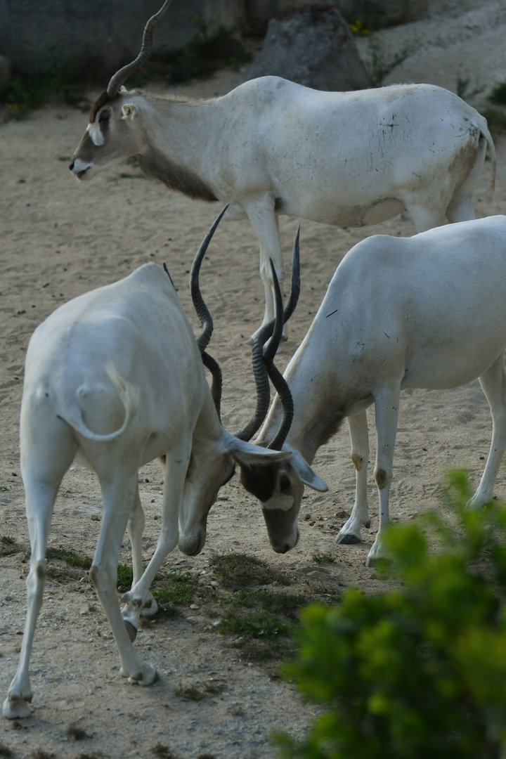 Addax (Addax nasomaculatus)