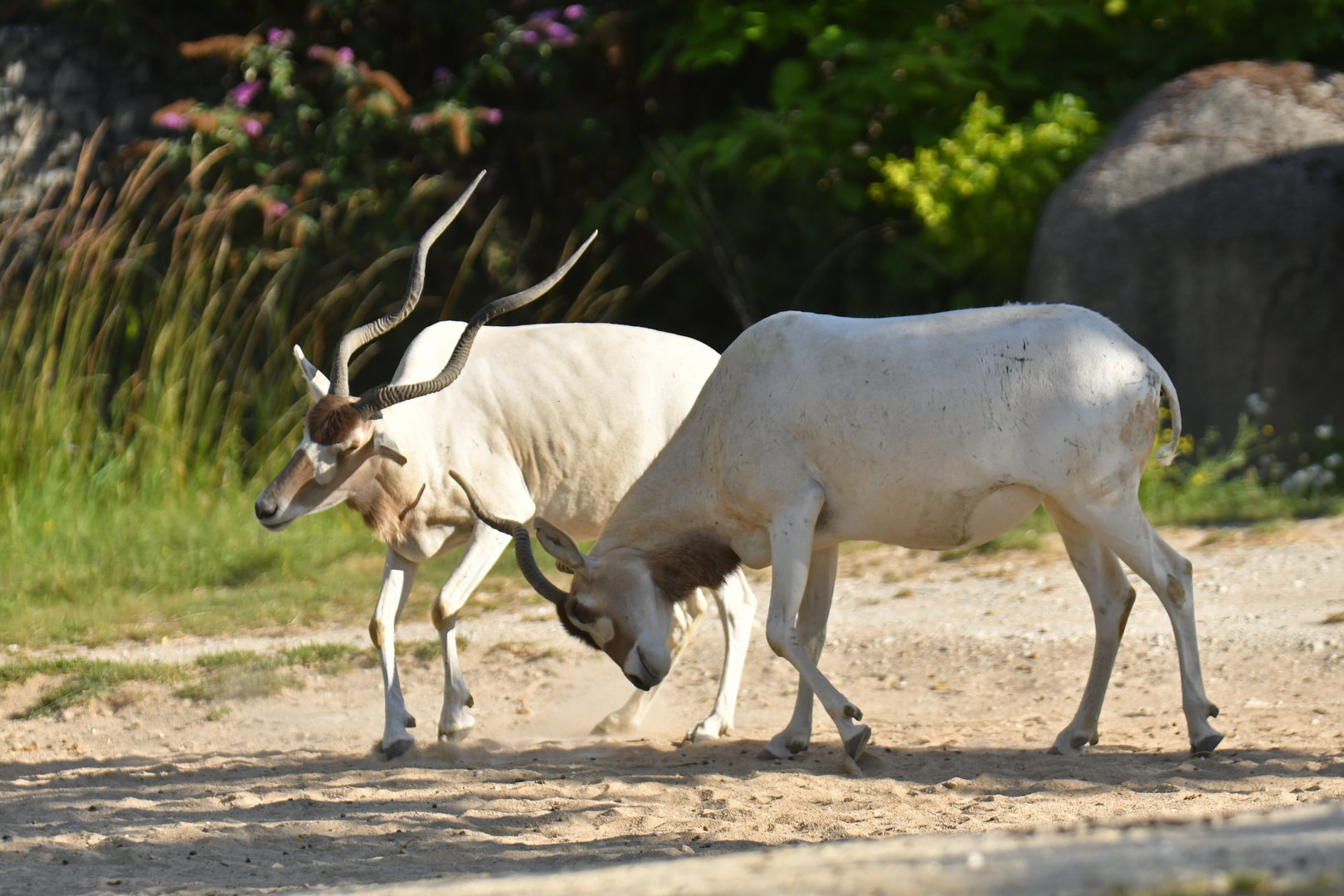 Addax (Addax nasomaculatus)