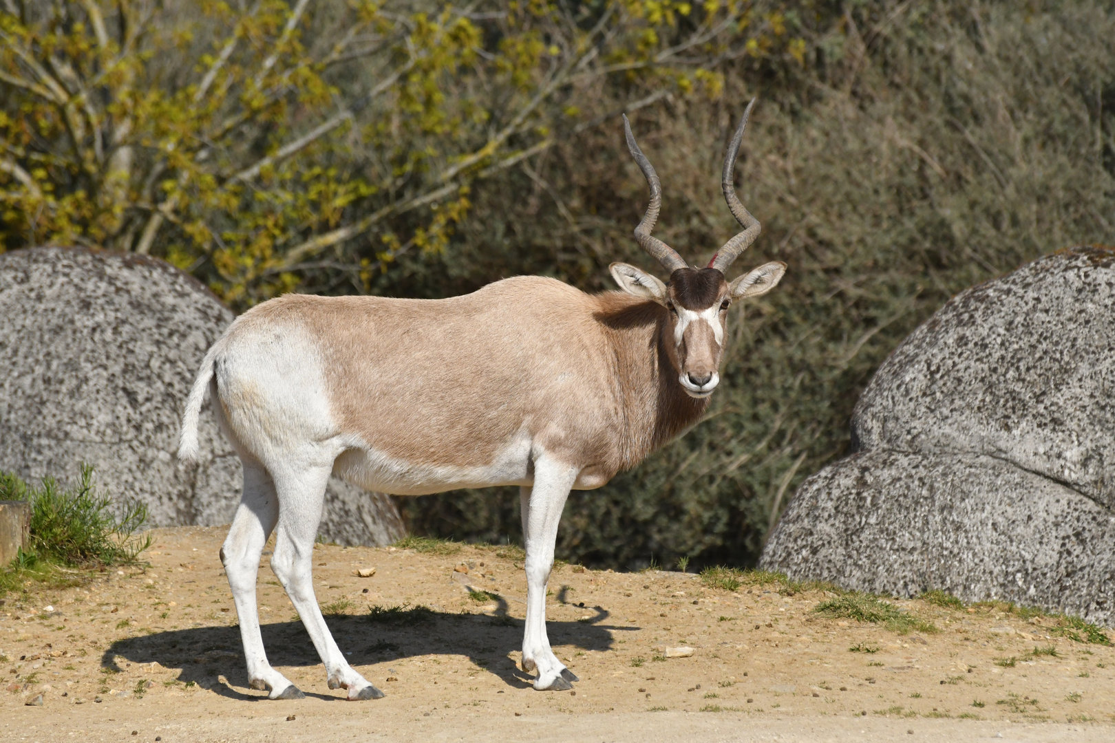 Addax (Addax nasomaculatus)