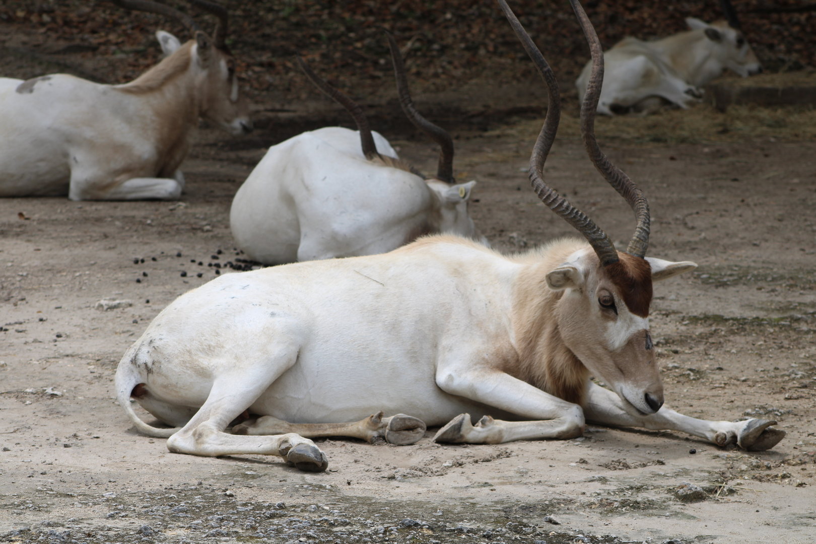 Addax (Addax nasomaculatus)