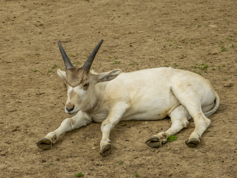 addax (Addax nasomaculatus)