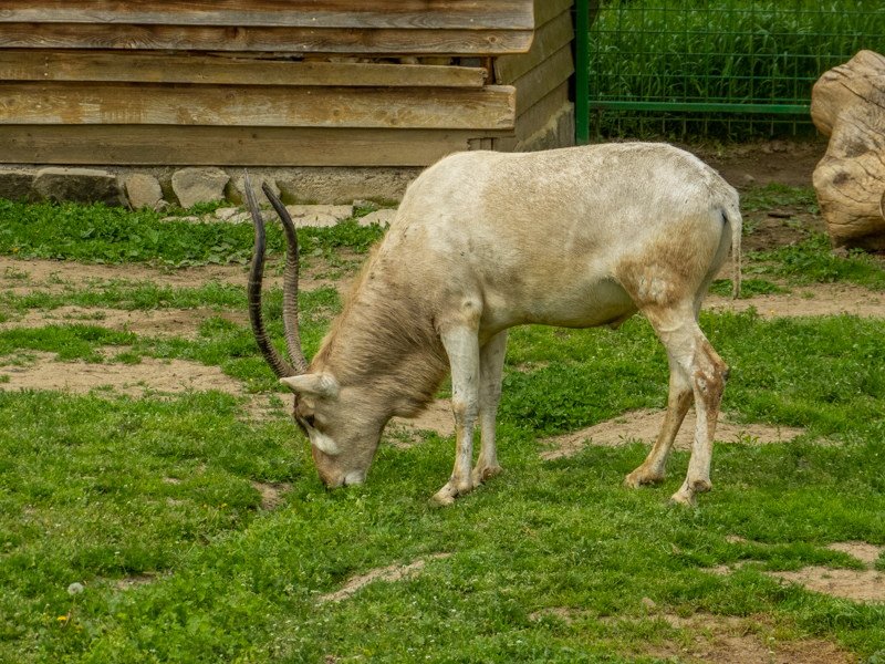 addax (Addax nasomaculatus)
