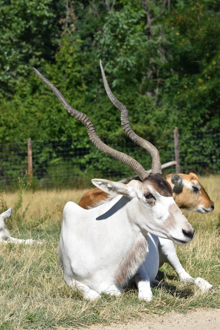 Addax (Addax nasomaculatus)
