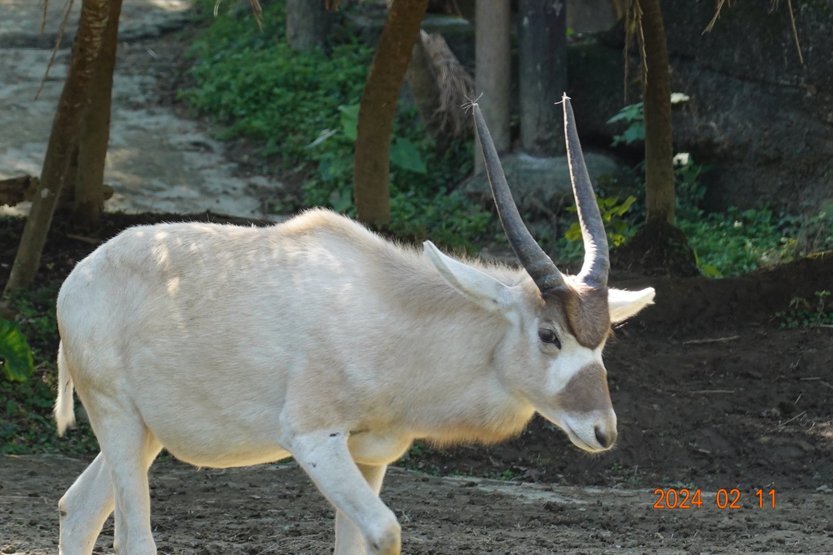 Addax (Addax nasomaculatus)