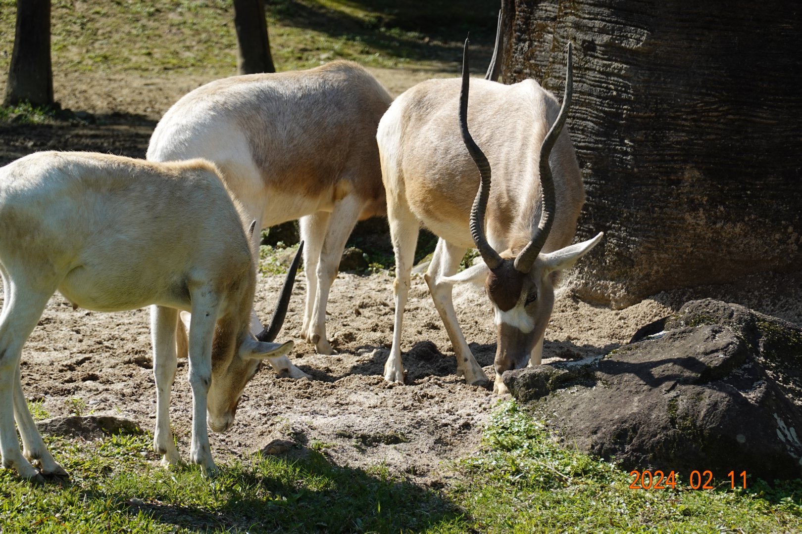 Addax (Addax nasomaculatus)