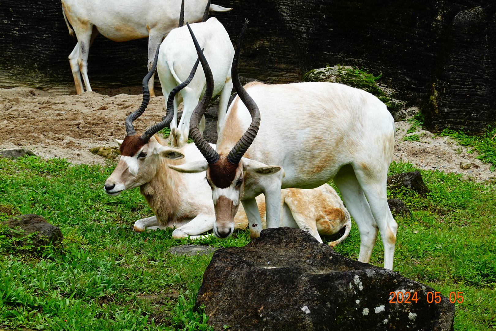 Addax (Addax nasomaculatus)