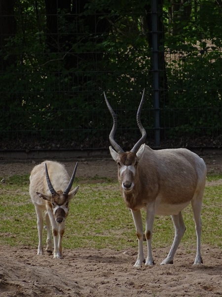 Addax (Addax nasomaculatus)