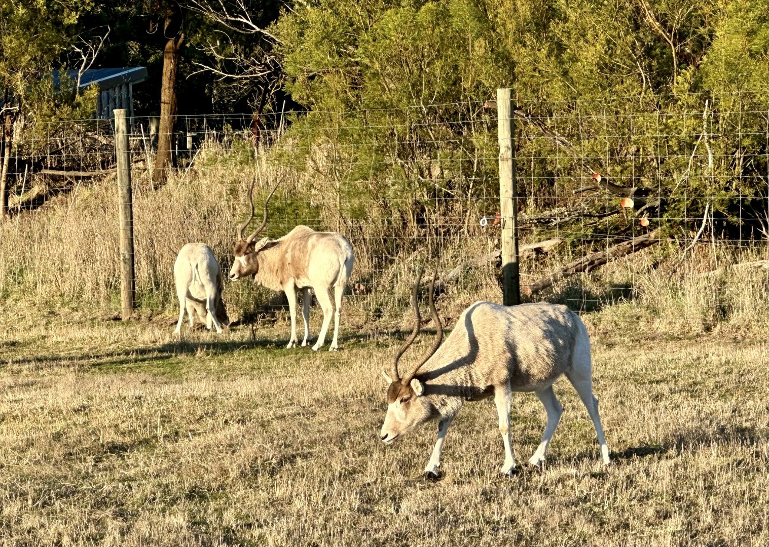Addax (Addax nasomaculatus)