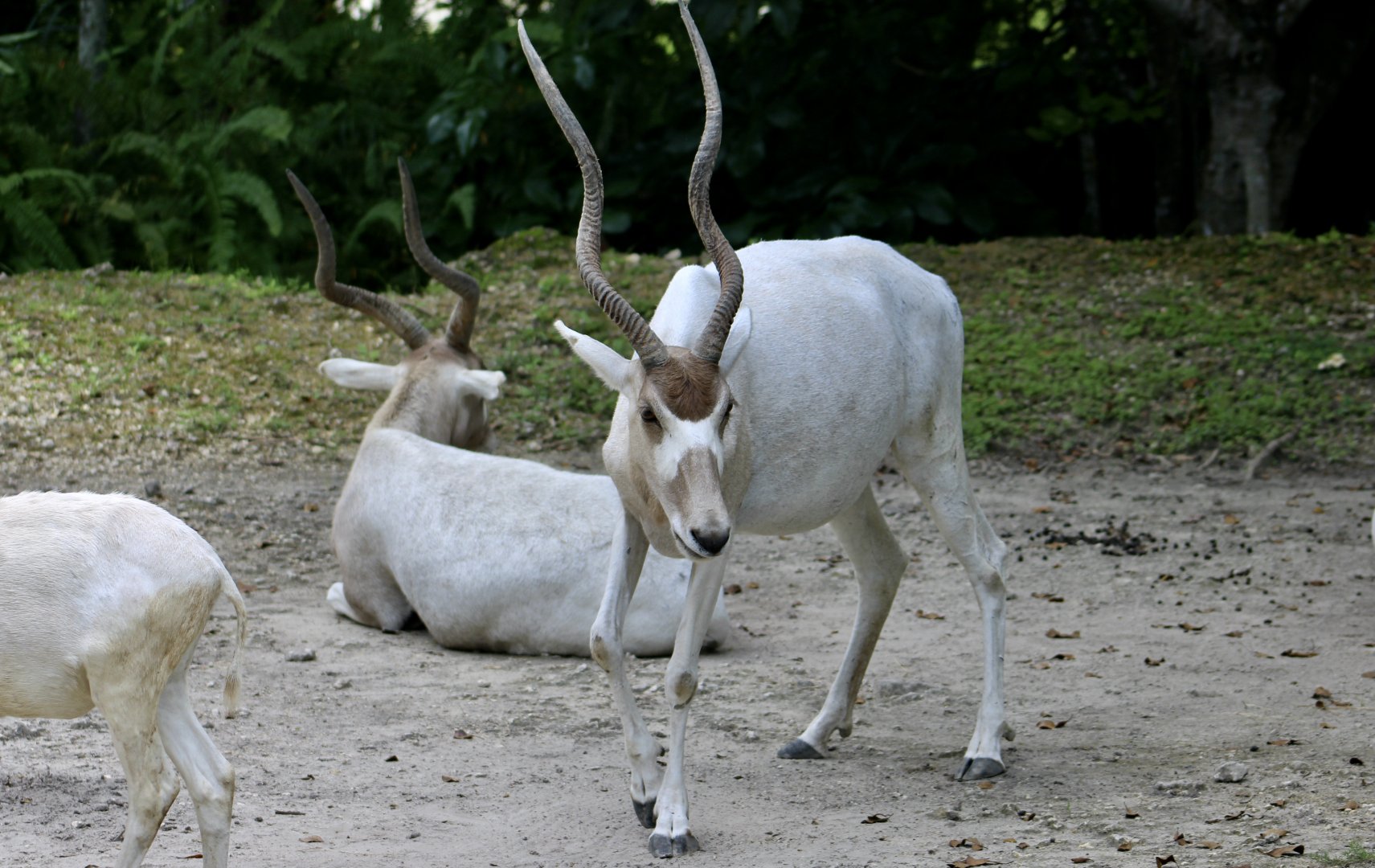 Addax (Addax nasomaculatus)