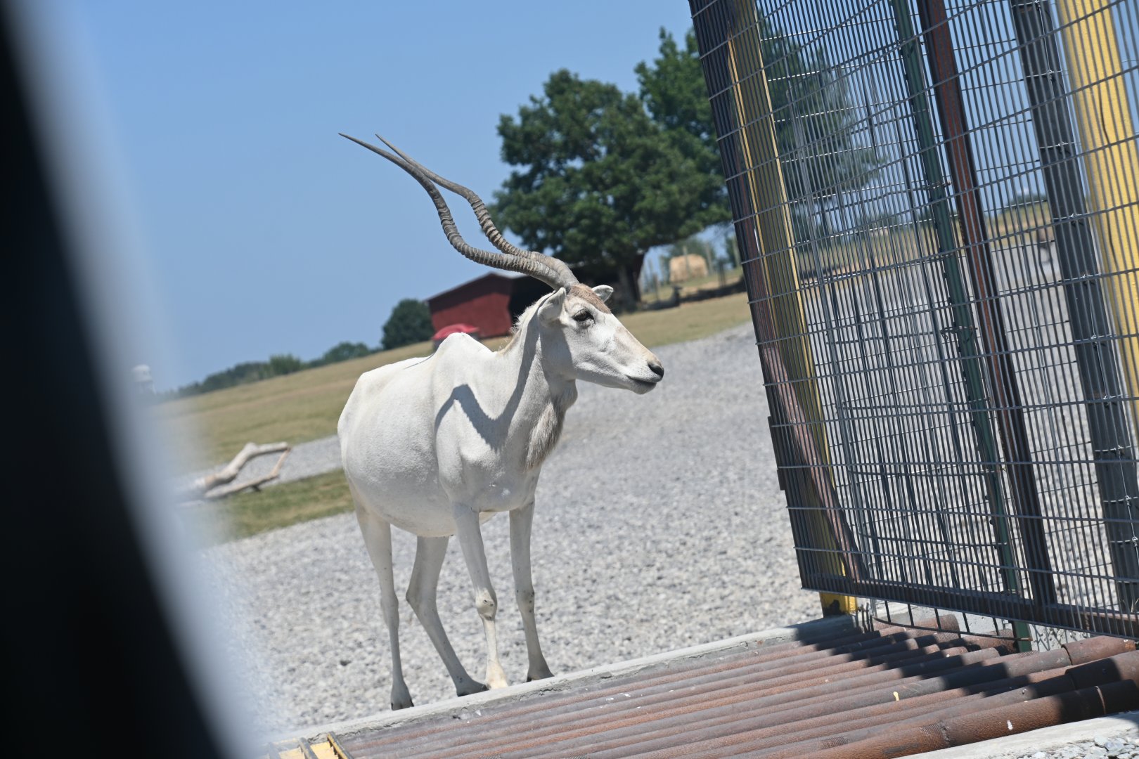 Addax (Addax nasomaculatus)