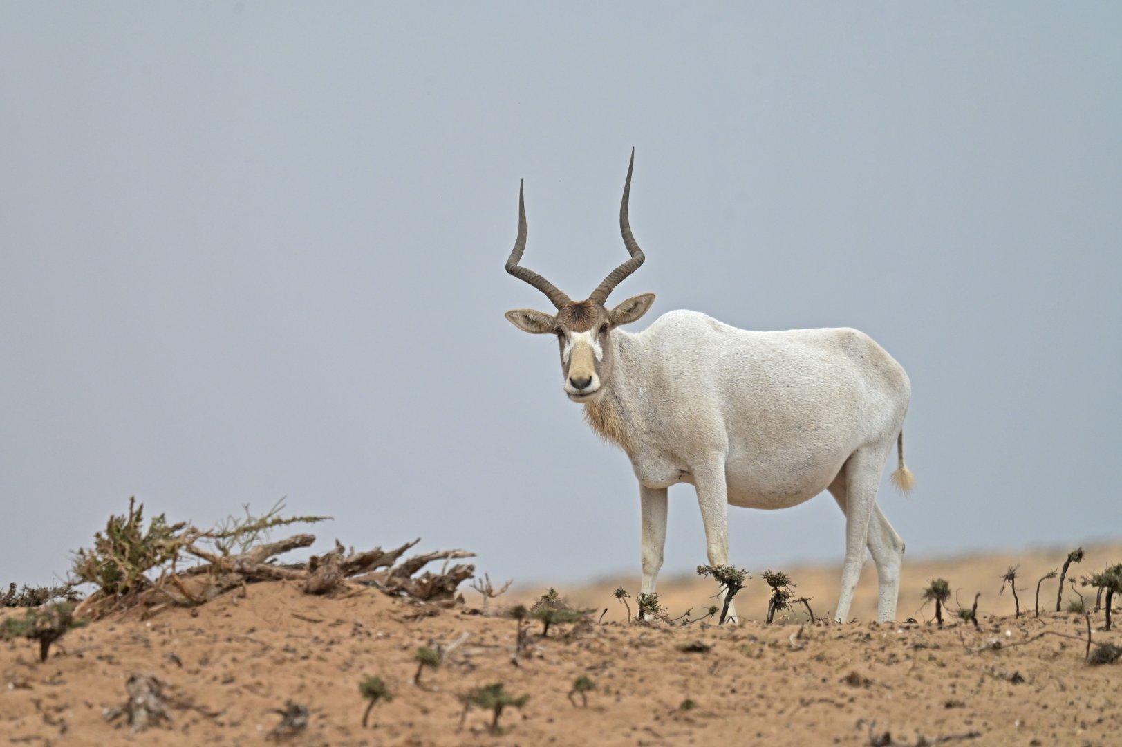 Addax (Addax nasomaculatus)