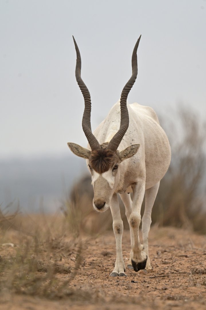 Addax (Addax nasomaculatus)