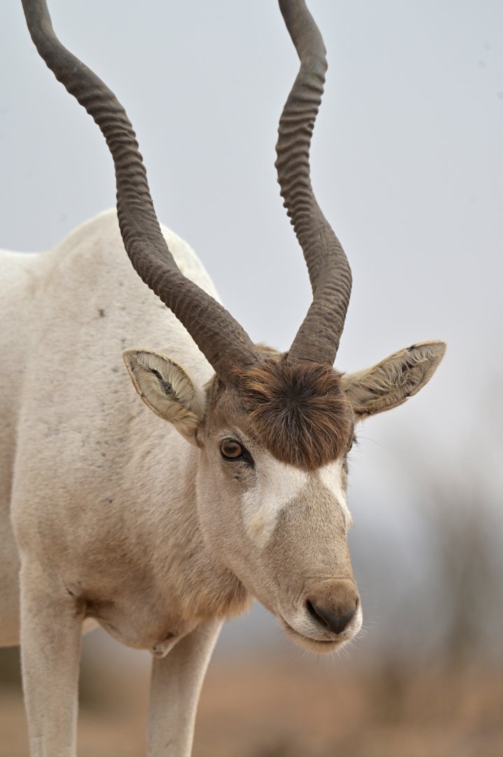 Addax (Addax nasomaculatus)