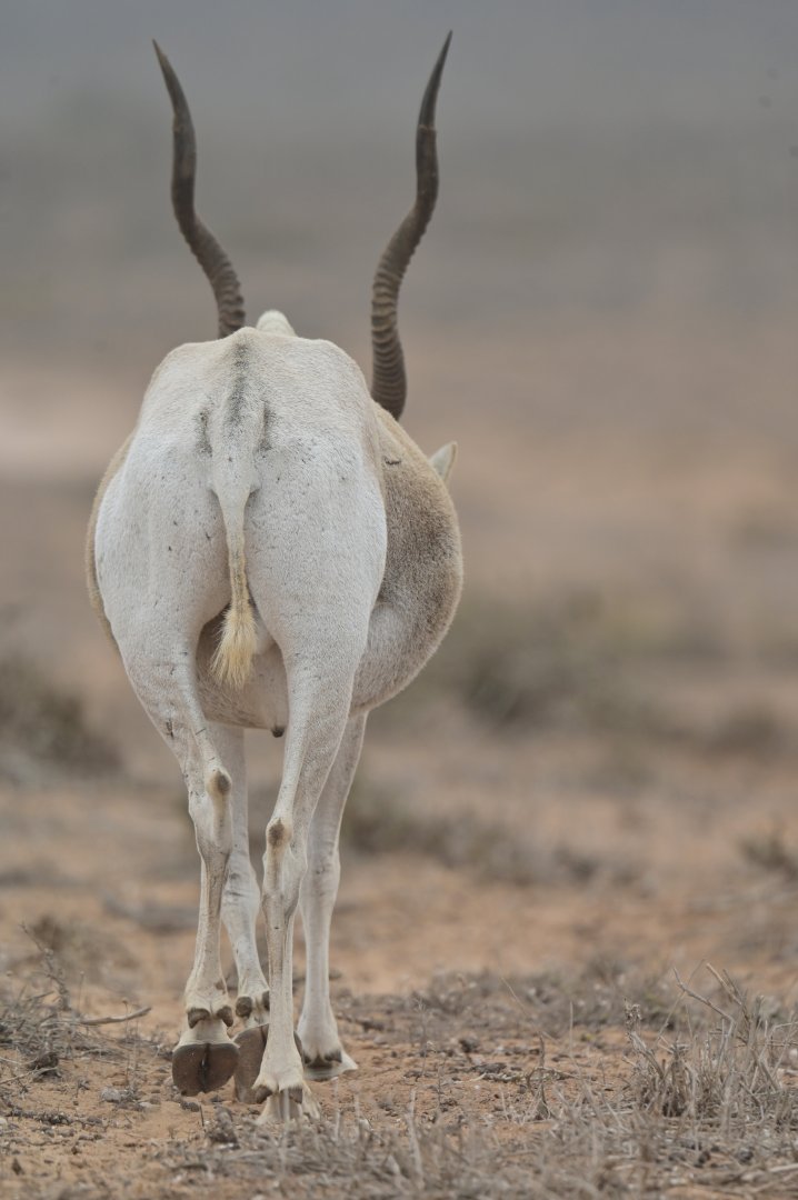 Addax (Addax nasomaculatus)