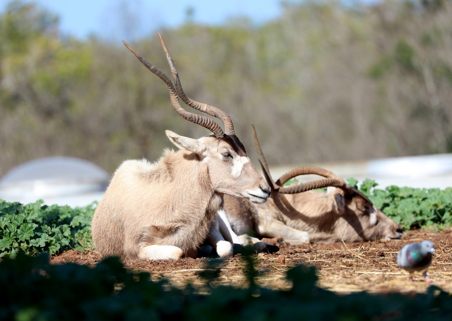 addax (Addax nasomaculatus)