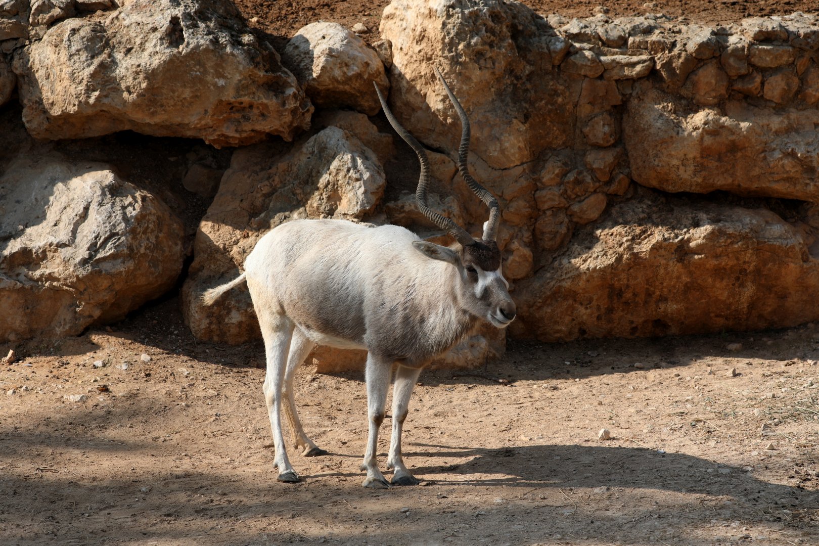 addax (Addax nasomaculatus)
