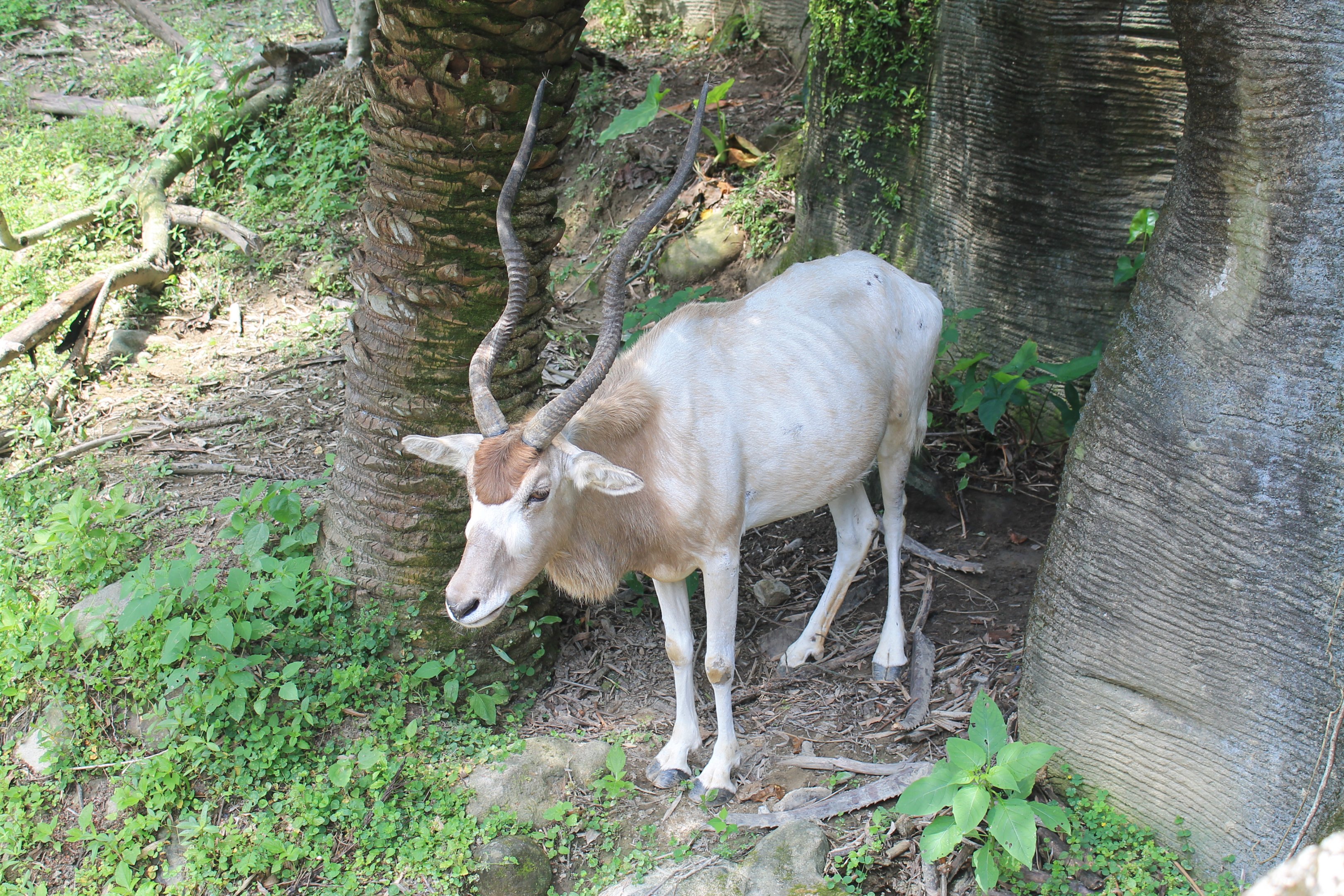 Addax (Addax nasomaculatus)