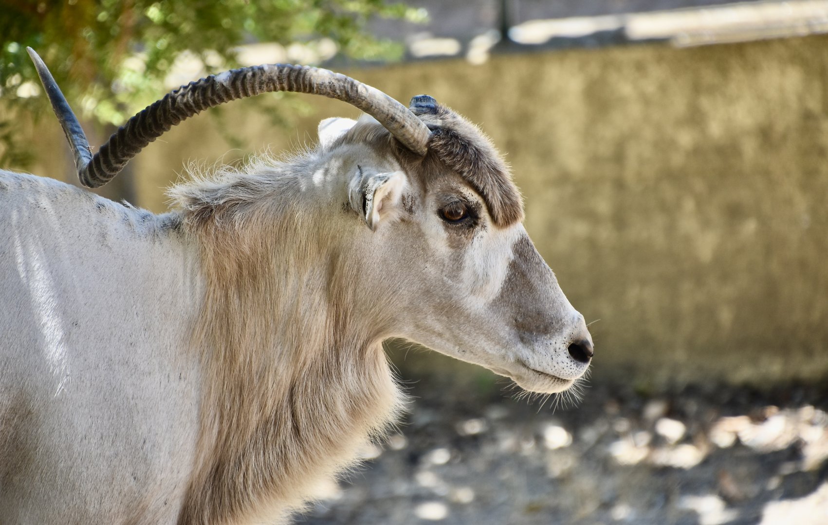 Addax (Addax nasomaculatus)