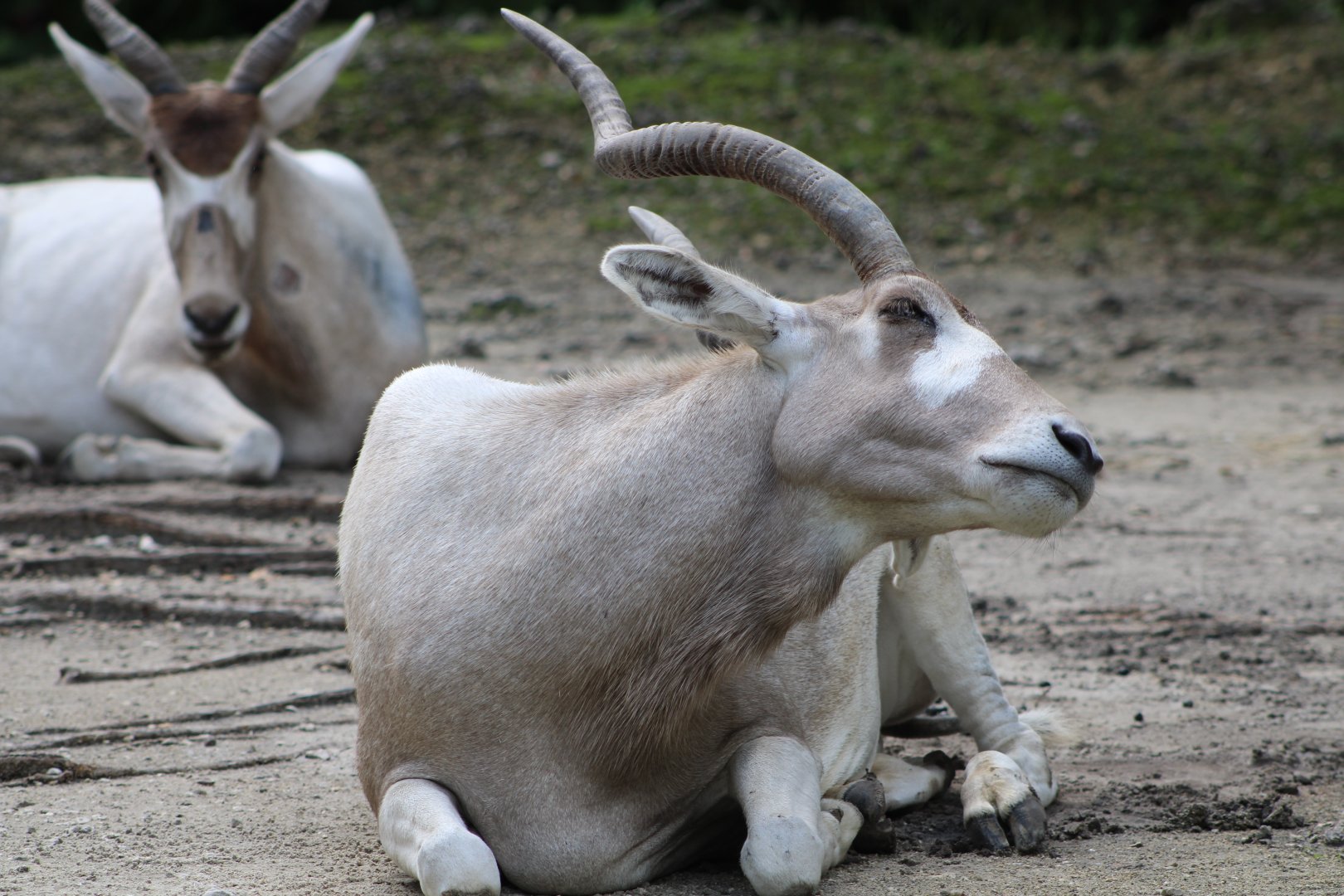 Addax (Addax nasomaculatus)