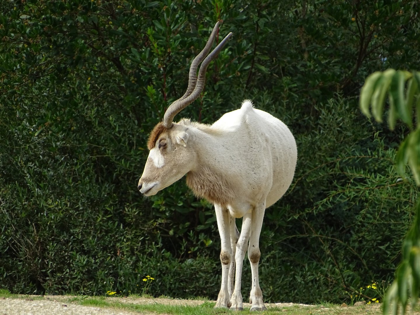 Addax (Addax nasomaculatus)