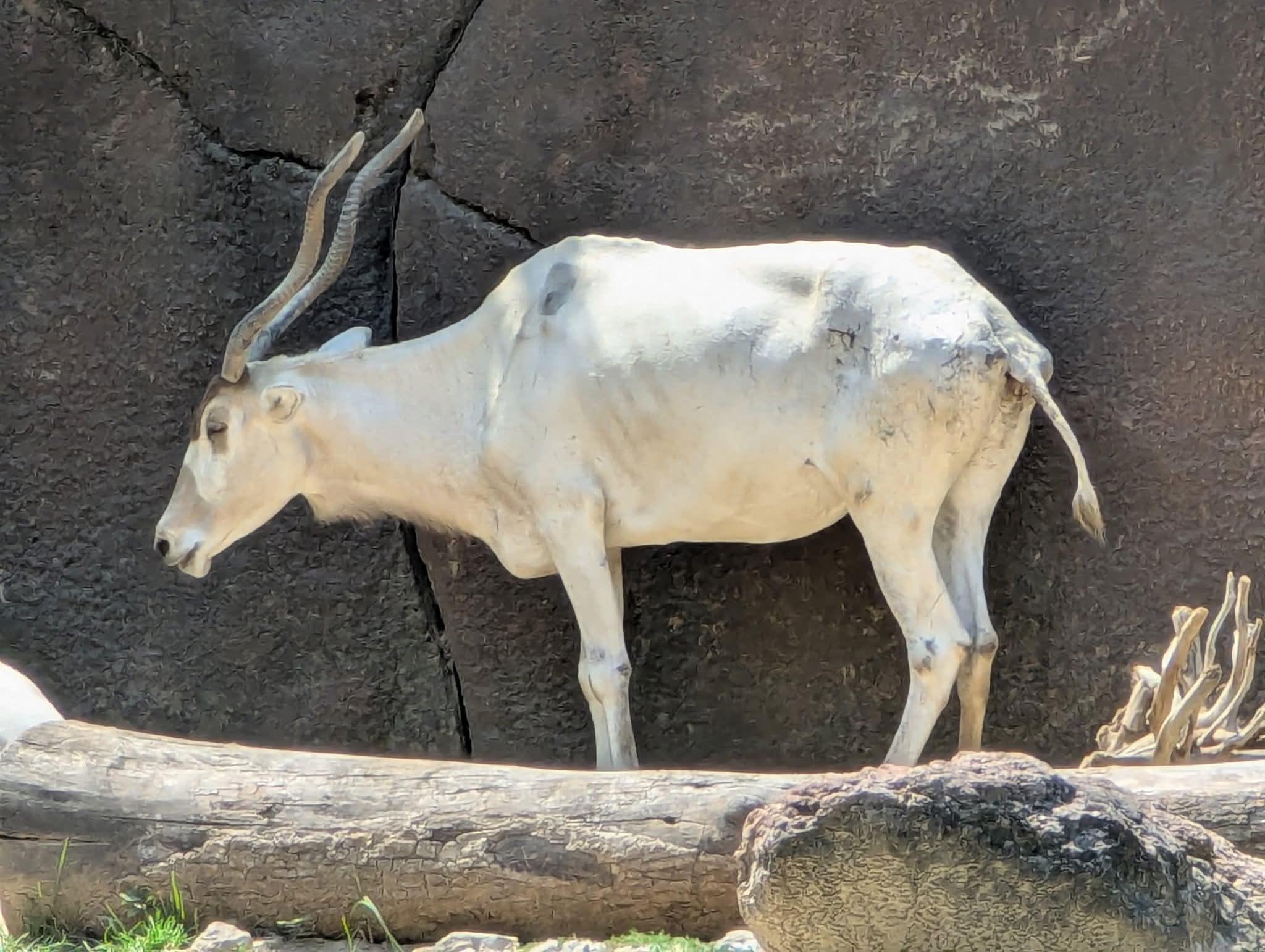 Addax (Addax nasomaculatus)