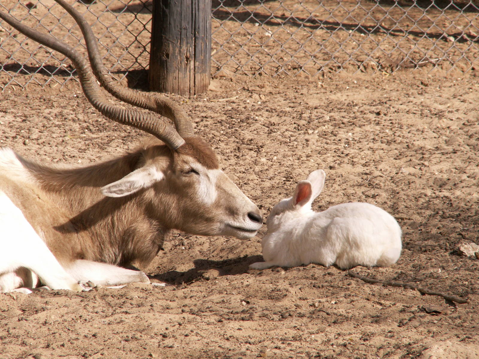 addax and a rabbit